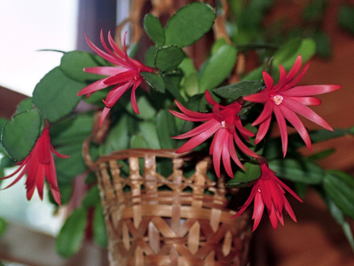 Fiche entretien du Rhipsalidopsis, ou 'Cactus de Pâques'
