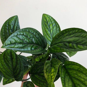 Care sheet for the Epipremnum Pinnatum Marble Planet (Pothos Marble Planet)