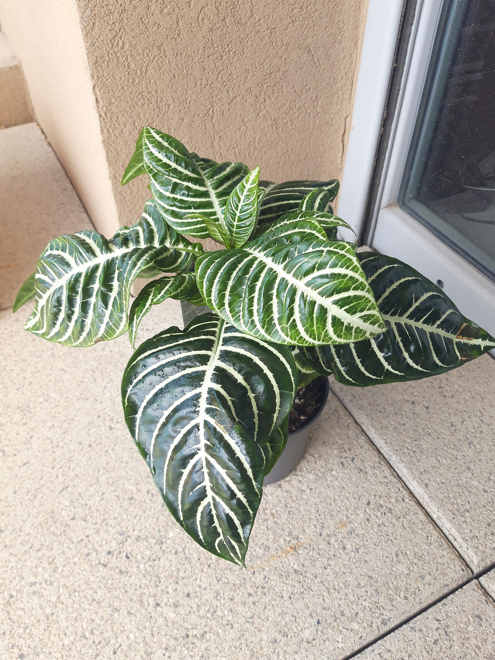 Fiche entretien de l'Aphelandra squarrosa