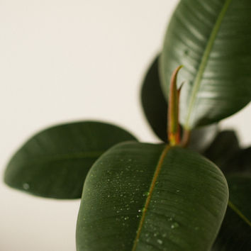 Care sheet of the Ficus elastica robusta