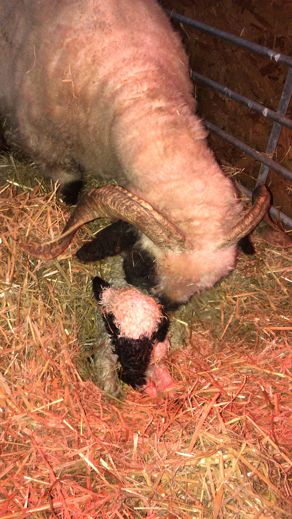 2020 lambing part 1!