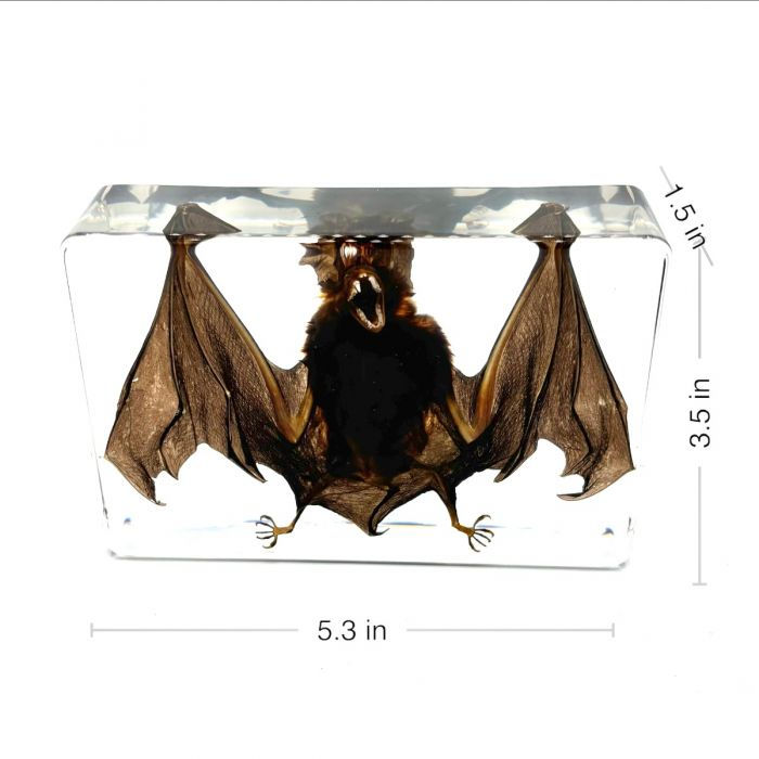 Miniatura: Decoração de mesa de morcego-vampiro