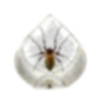 Spider Desk Decoration – Teardrop Shape