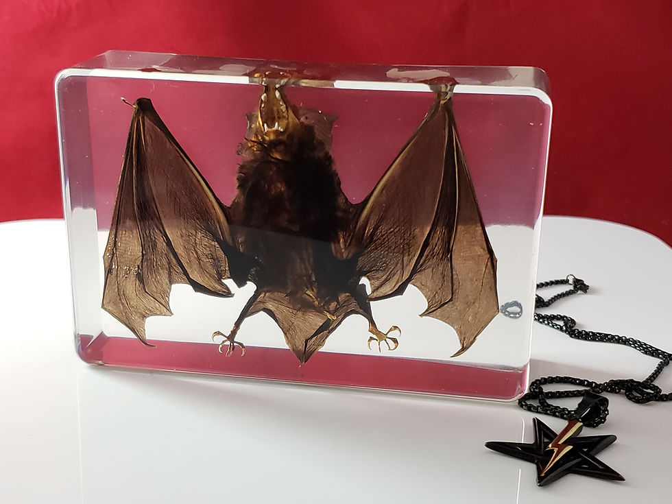 Miniatura: Real Vampire Bat Desktop Decoration