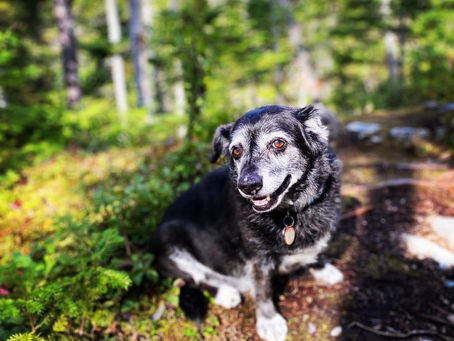 All Dogs Go to Heaven