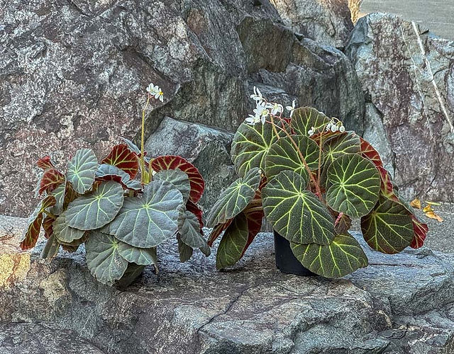 Gardens by the Bay - The Plantsman's Fair