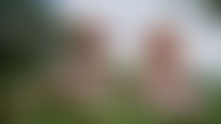 Lunar New Year 2026 Comes Alive at Chinese Garden in Jurong Lake Gardens