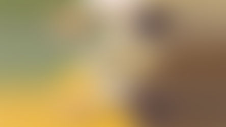 PrimaDéli: Ringing in the New Year with 25% Off Large Cakes