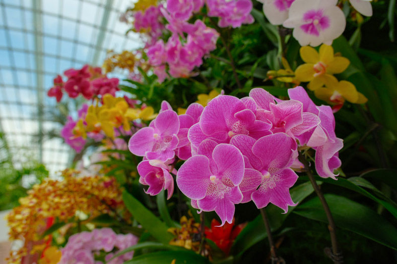 Vibrant pink orchids in bloom, surrounded by yellow, red, and white flowers. Glasshouse roof in the background, creating a lively atmosphere.