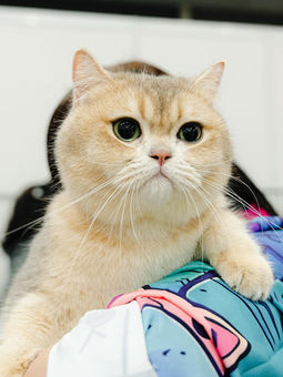 Feline Fun Takes Over Suntec: Singapore Cat Festival 2025 Is Back