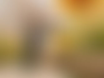 A Sunflower Sojourn at Changi Airport: A Floral Spectacle