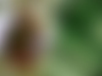 Nipah Virus: Should Singaporeans Be Concerned?