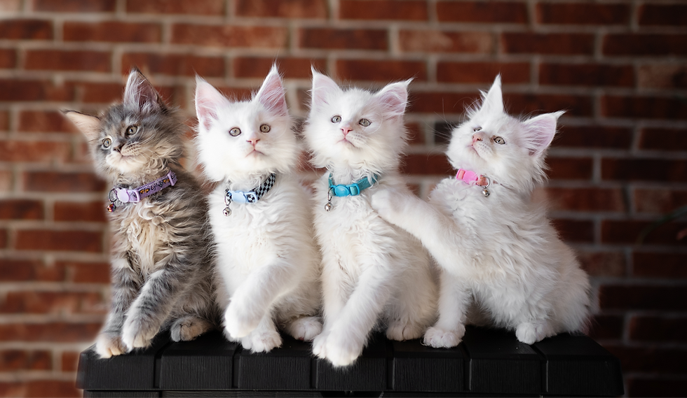 Okie Maine Coons Commitment to Our Kittens and Their Forever Families