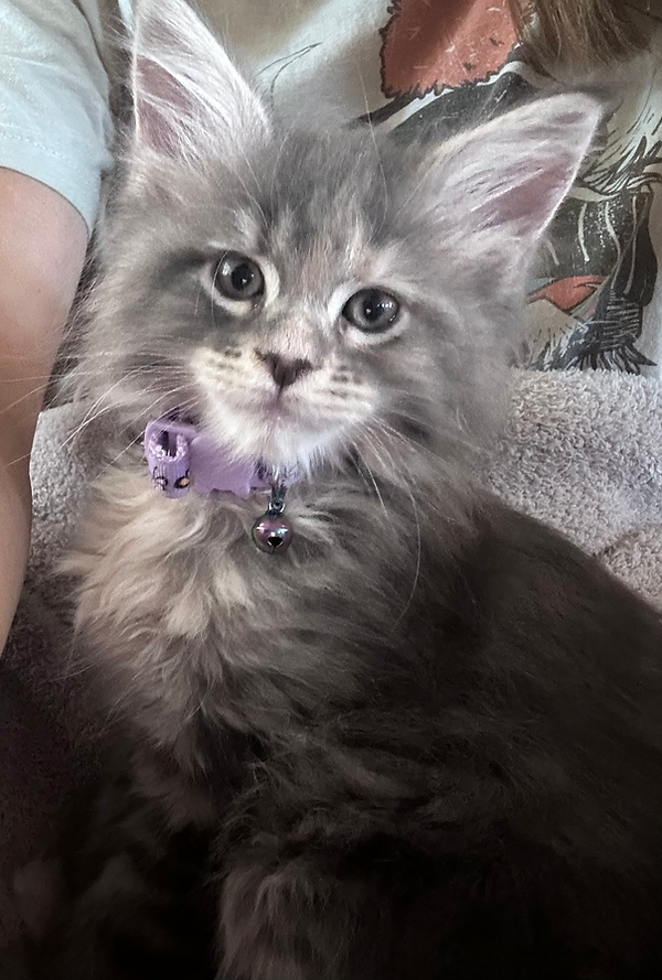 OKC Maine Coon Kitten