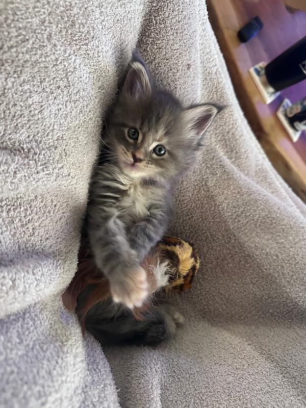 OKC Maine Coon Kitten