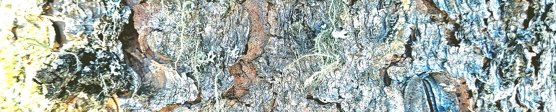 Tree Wallpaper_edited_edited_edited.jpg