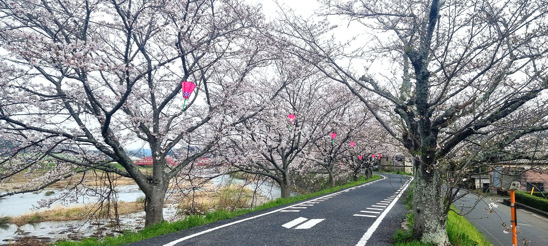 Ibara City Embankment Sakura Cherry Blossom Japanese Road 