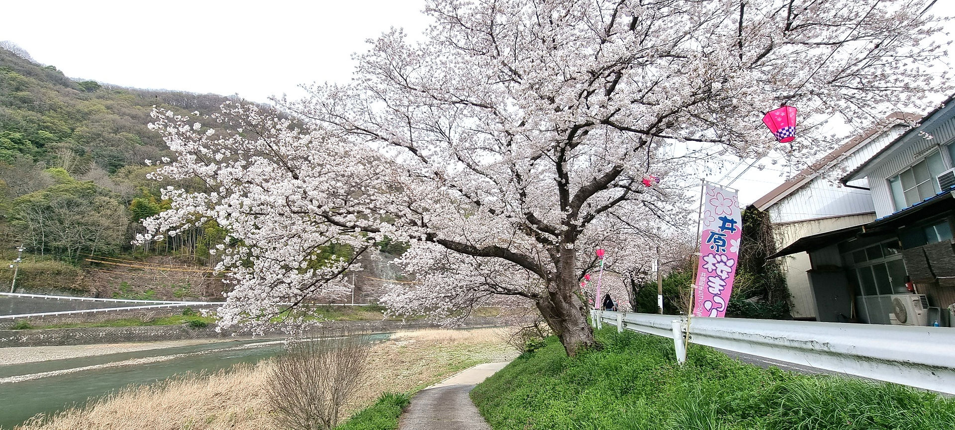 Ibara City Embankment Sakura Cherry Blossom Tree riverbank