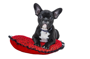 Puppy in Red Cushion_edited.png