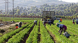 Farmworkers working in farm area