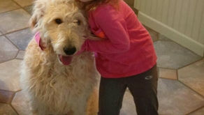 Toby adoption