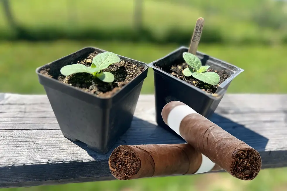 From Seed to Smoke: The Journey of a Perfect Cigar Leaf