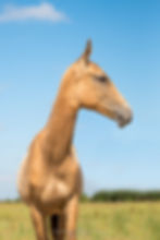 FACEB_Achemenide_17-14