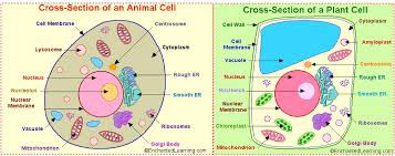 Animal & Plant Cell Structure