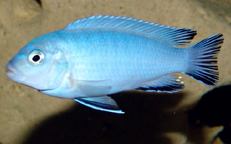 db_Pseudotropheus_socolofi_21.jpg