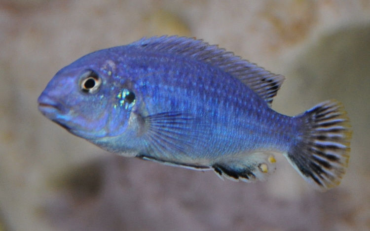 db_Melanochromis_dialeptos_Lumessi_91.jpg