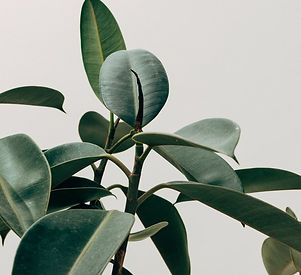 Green Leaf
