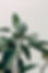 Green Leaf