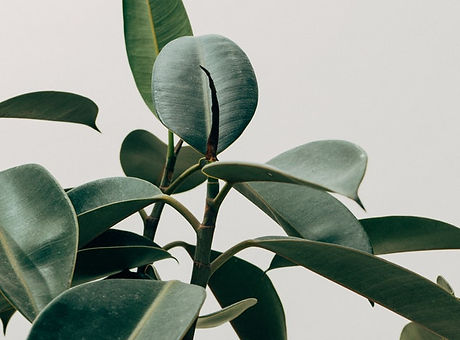Green Leaf