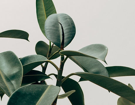 Green Leaf