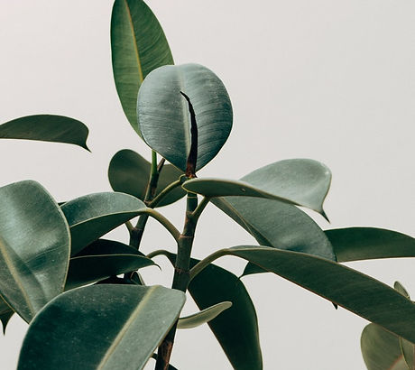 Green Leaf