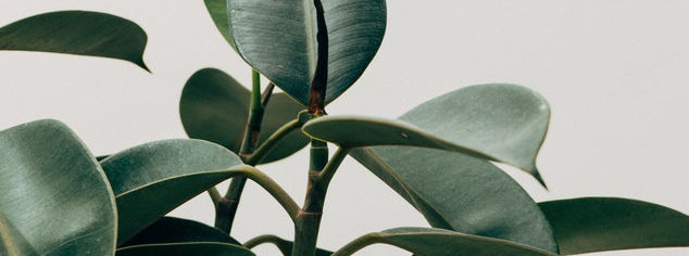 Green Leaf