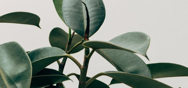 Green Leaf