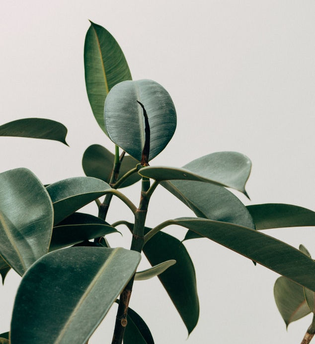 Green Leaf