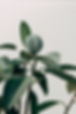 Green Leaf