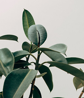 Green Leaf