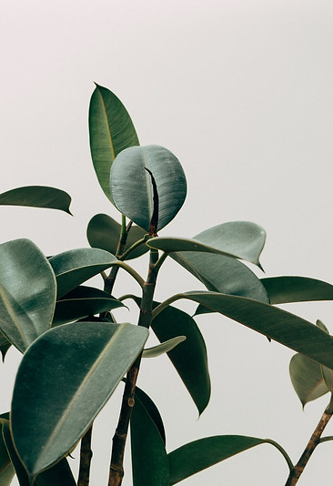 Green Leaf
