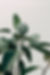 Green Leaf