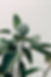 Green Leaf