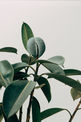 Green Leaf