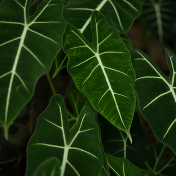 field service management in plantscaping