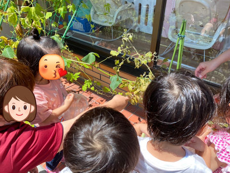 野菜の収穫~福岡県飯塚市川津 飯塚川津ママー保育園~