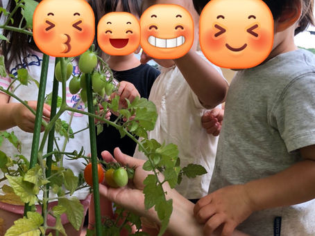 お野菜収穫🍅✨~福岡県飯塚市川津 飯塚川津ママー保育園~