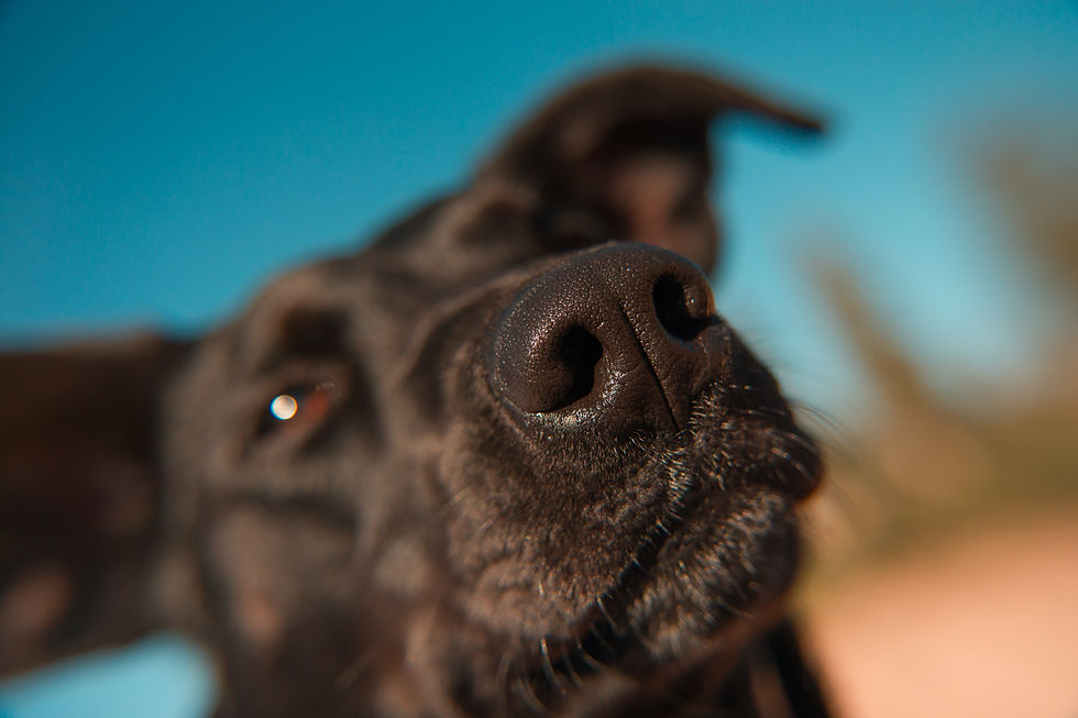Scent work for dogs in Herefordshire