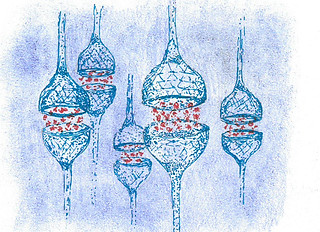 Scopri come i neuroni comunicano tra loro e con il resto del corpo attraverso sostanze chimiche speciali chiamate neurotrasmettitori, essenziali per regolare funzioni vitali e comportamenti umani.