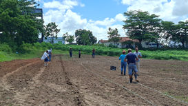 No campo da resistência, entre sementes e luta: mutirão fortalece a agroecologia e implementa corredor agroecológico no Assentamento Moacyr Wanderley, no estado de Sergipe.